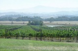 Yarra Valley Wineries Tour